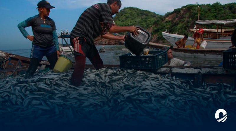 Pescadores sucrenses contemplan frenar la pesca de sardina ante los bajos precios