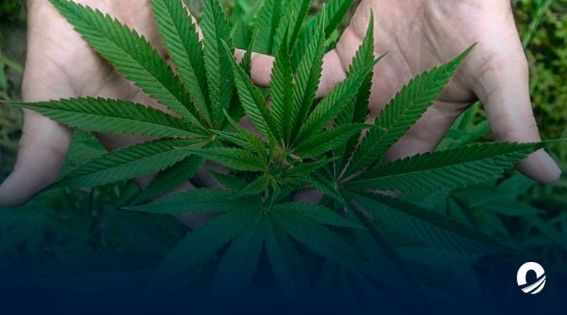 Ucrania legalizó la mariguana medicinal para combatir el estrés por la guerra