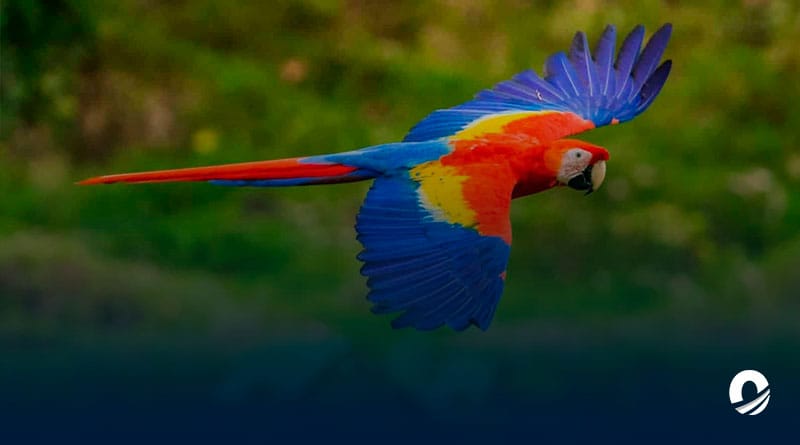 370 aves fueron rescatadas de una red de contrabando de fauna silvestre en Lara