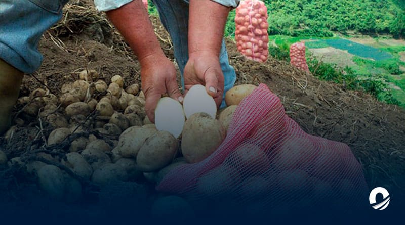 Agricultores venezolanos denunciaron entrada ilegal de tubérculos desde Colombia