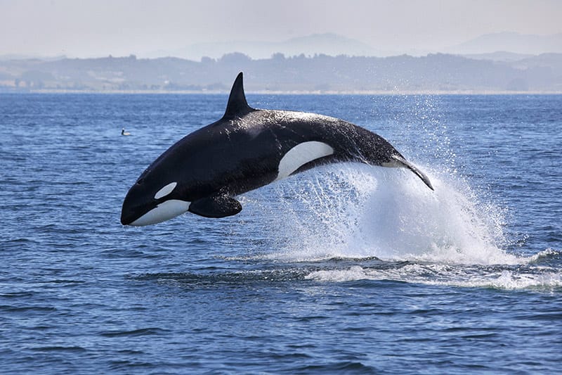 Pescadores de Chacopata y Guayacán liberaron a siete ballenas orcas