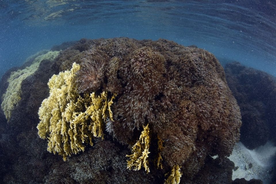 Continúan labores para detener expansión del coral Unomia en el Parque Nacional Mochima