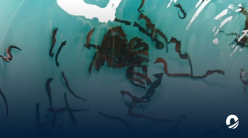 Más de mil caballitos de mar han sido liberados en el Parque Nacional Mochima