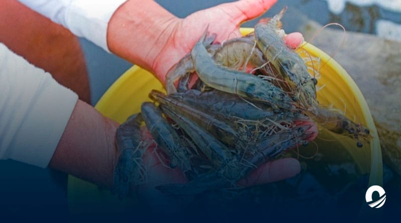 Veda de pesca artesanal de camarón inició en el estado Sucre