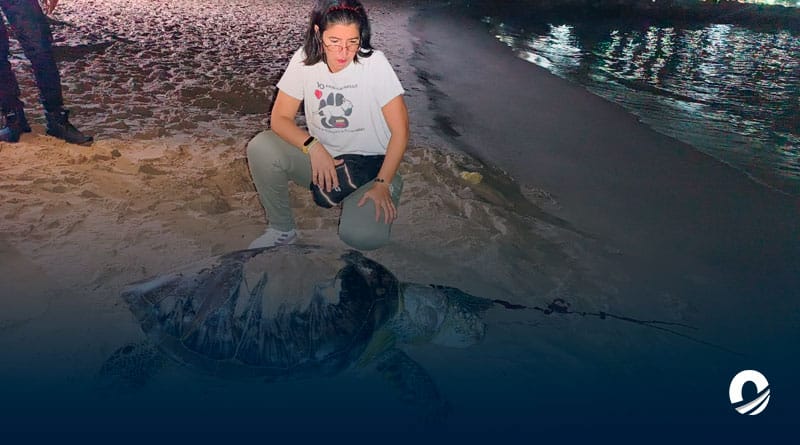 Localizan tres tortugas marinas muertas en costas de Anzoátegui