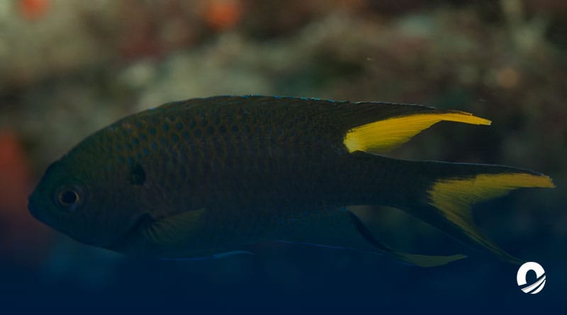 Nueva especie invasora fue hallada en aguas sucrenses