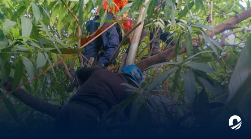 Hombre murió electrocutado tras subirse a una mata de mango en Puerto La Cruz