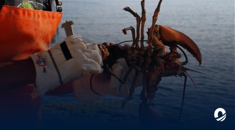 Inepesca fijó precio de la langosta con pescadores y empresarios locales