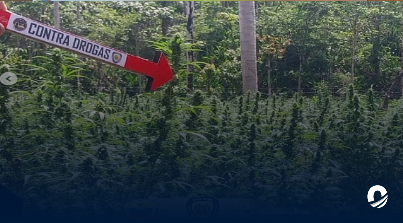 PNB incineró un campo de marihuana con 1.342 plantas en el estado Miranda