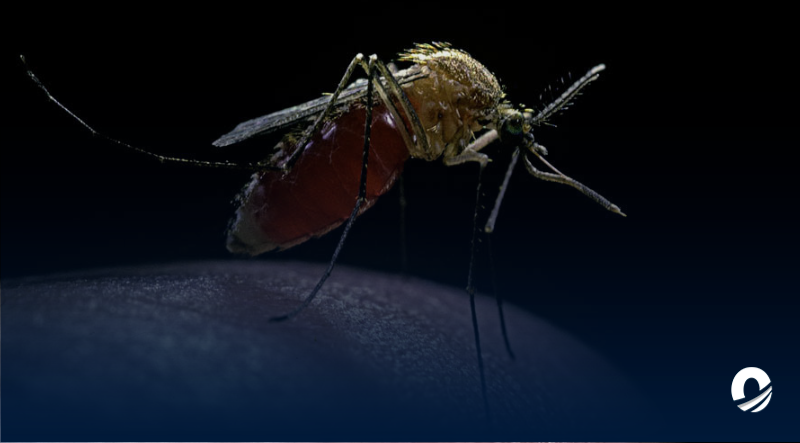 Ecuador registró más de 23.000 casos de dengue en lo que va de año