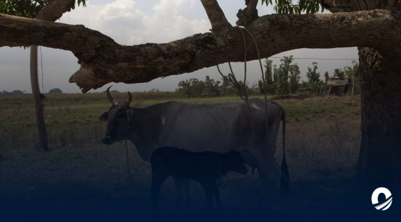 Capturados dos sujetos tras robarse seis vacas de una finca en Apure