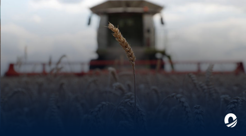 Gobierno ruso anunció la prohibición de exportación de trigo duro durante seis meses