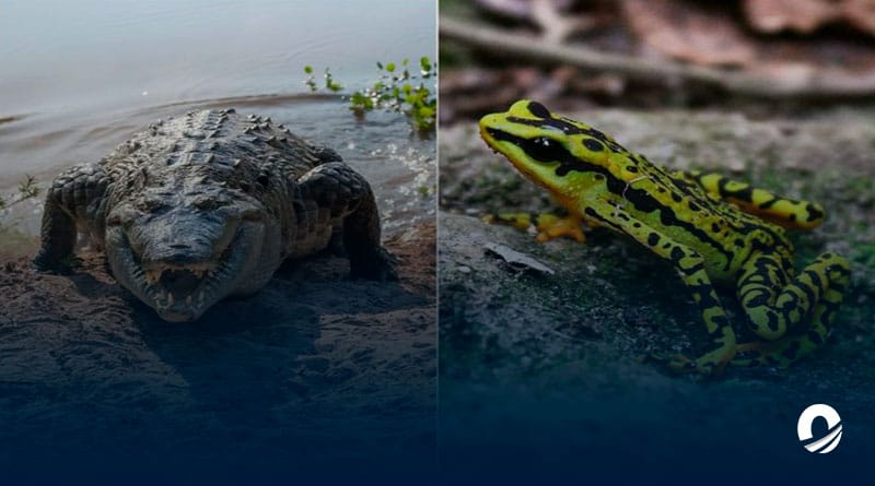Declarados en peligro de extinción Caimán del Orinoco y el sapito arlequín