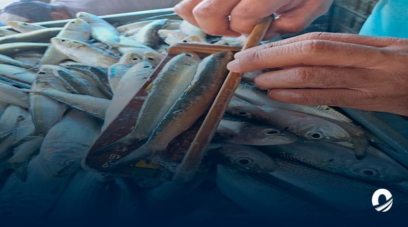 Ministerio de Pesca dio inicio a veda de la sardina en todo el país