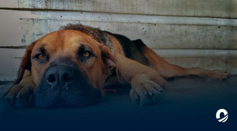 SUCRE | Perrudo denunció presencia de casos de moquillo canino en Cumaná