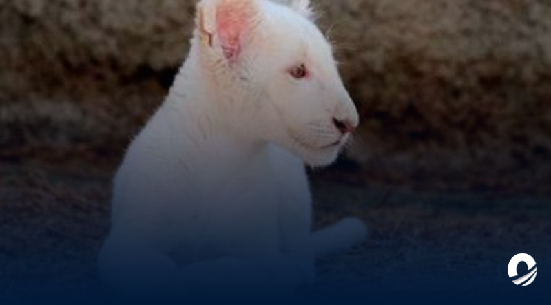 Realizaron seguimiento de los dos leones blancos en el zoológico Las Delicias