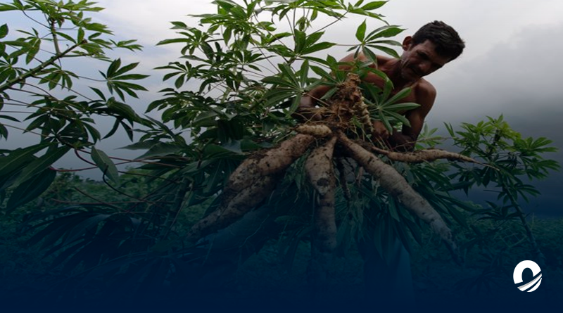 Familia se intoxicó tras consumir yuca amarga en Monagas
