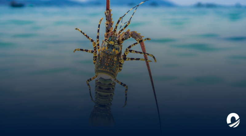 NUEVA ESPARTA | Inepesca inició temporada de veda de la langosta