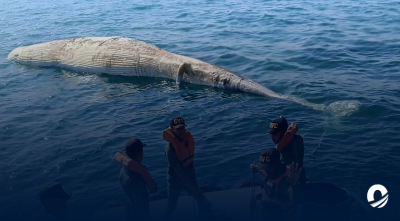 ANZOÁTEGUI | Encontraron a una ballena muerta en la bahía de Barcelona