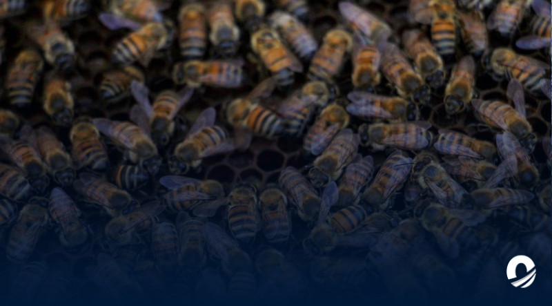 Mujer falleció tras ser picada por un enjambre de abejas africanas