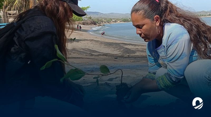 SUCRE | Estudiantes de la Uptp Paria realizaron jornada de arborización en Playa Grande