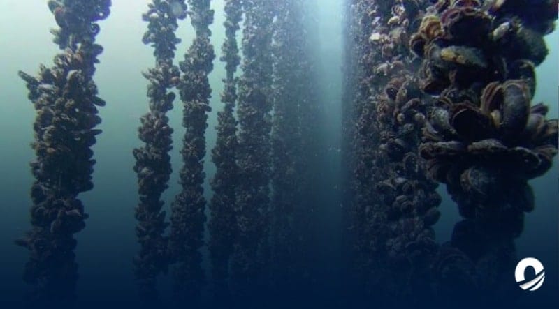 SUCRE | Presidente de Fidaes Sucre anunció proyectos para el desarrollo de la acuicultura estadal