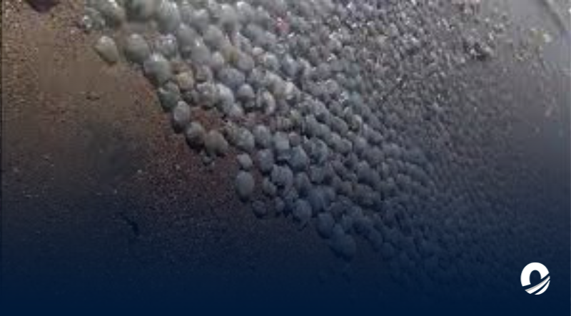 Reportaron gran cantidad de medusas muertas a orillas de la playa en Falcón