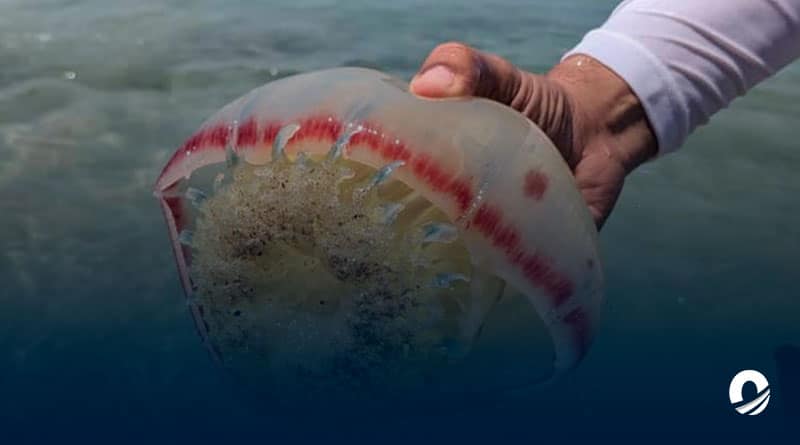 ANZOÁTEGUI | Turistas reportaron alta presencia de medusas en el Parque Nacional Mochima