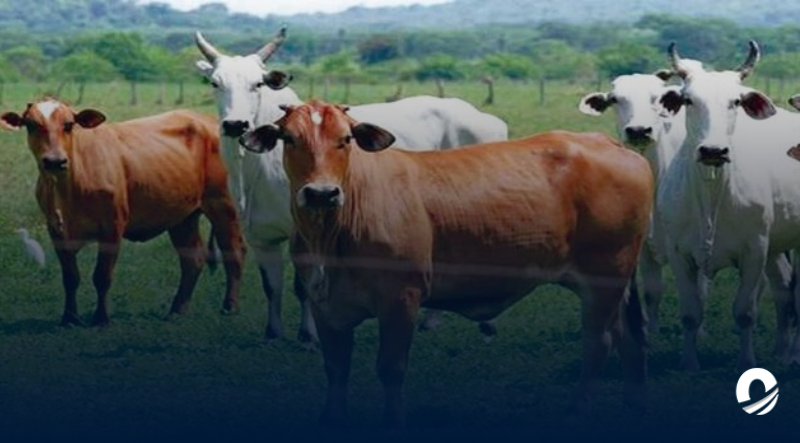 Tres hombres fueron detenidos por hurtar ganado de varias fincas en Bolívar