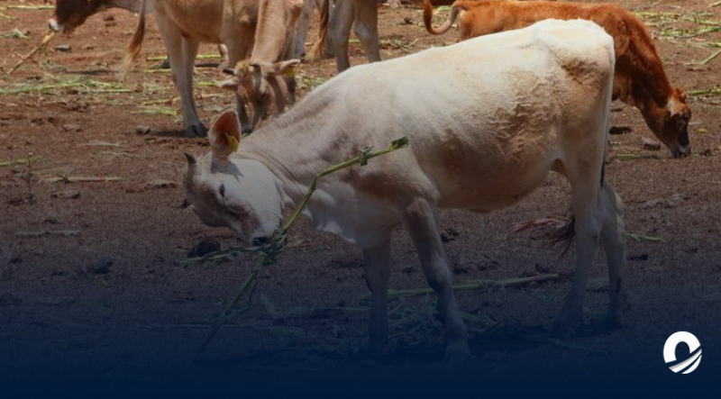 Iniciarán investigaciones sobre posible brote de rabia bovina en Trujillo