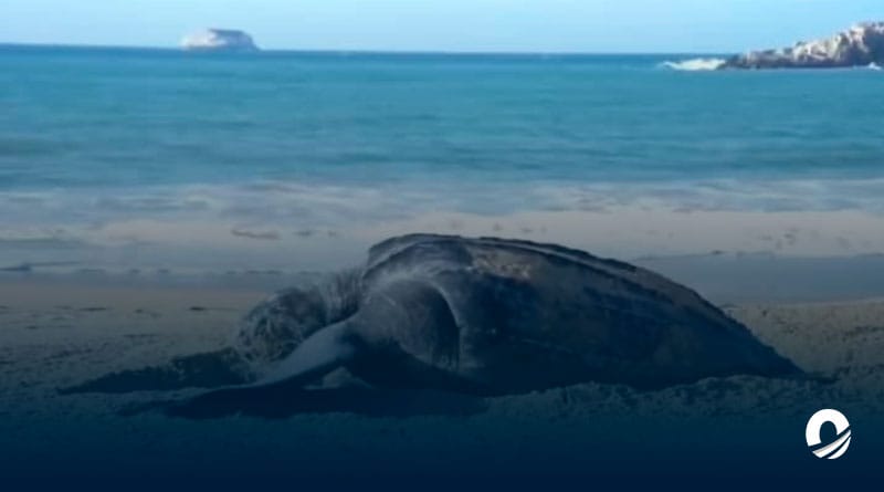 NUEVA ESPARTA | Espécimen de tortuga marina en extinción desovó en Margarita