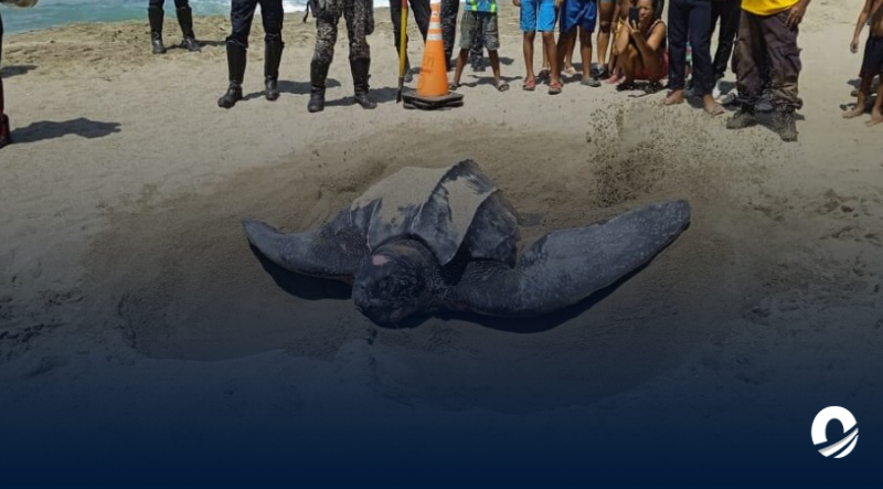 Autoridades custodiaron desove de tortuga cardón en playa de Naiguatá