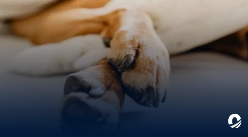 Hombre fue detenido por matar a un perro en Zulia