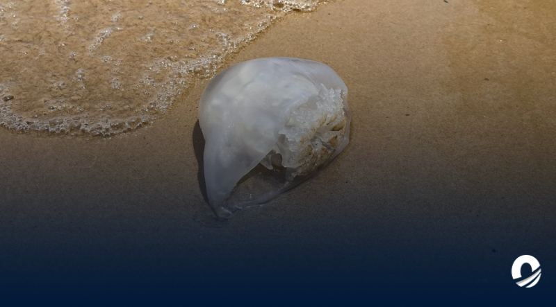 SUCRE | Avistamiento de medusas Bola de Cañón alertó al Golfo de Santa Fe