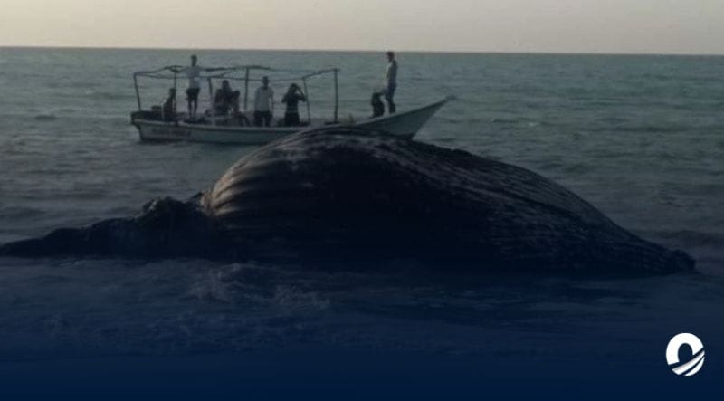 Nueva Esparta | Hallaron ballena en estado de descomposición en la playa Cabeza de Negro