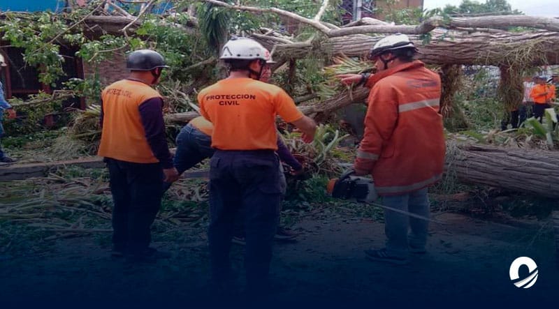 Dos personas murieron y cuatro resultaron heridas por caída de un árbol en plaza de Delta Amacuro