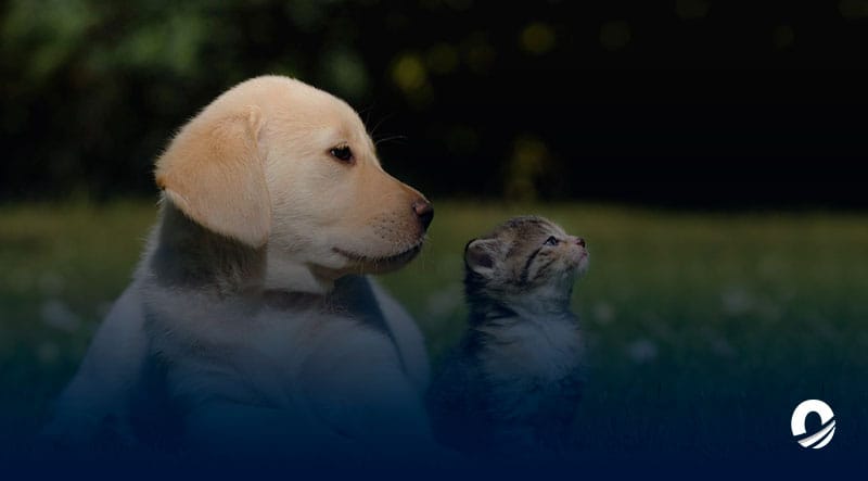 SUCRE | Misión Nevado realizará jornada de atención sanitaria animal en Cumaná