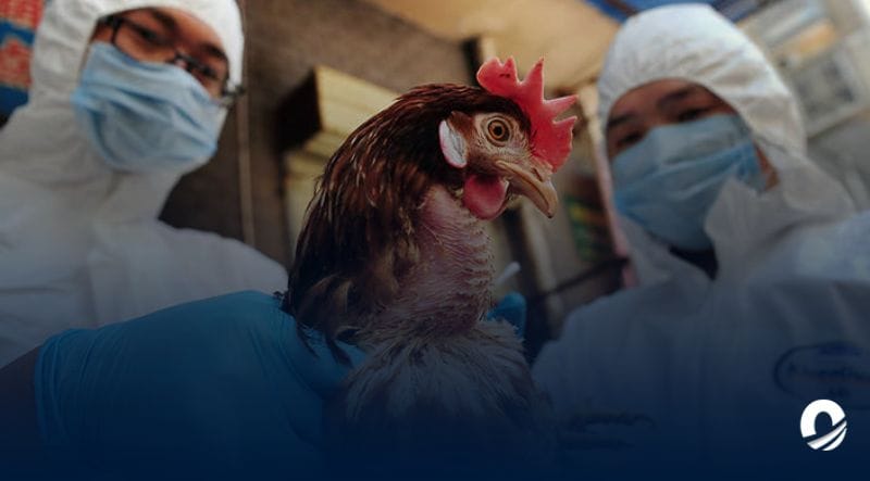 OMS pidió estar alerta tras confirmarse la primera muerte por gripe aviar