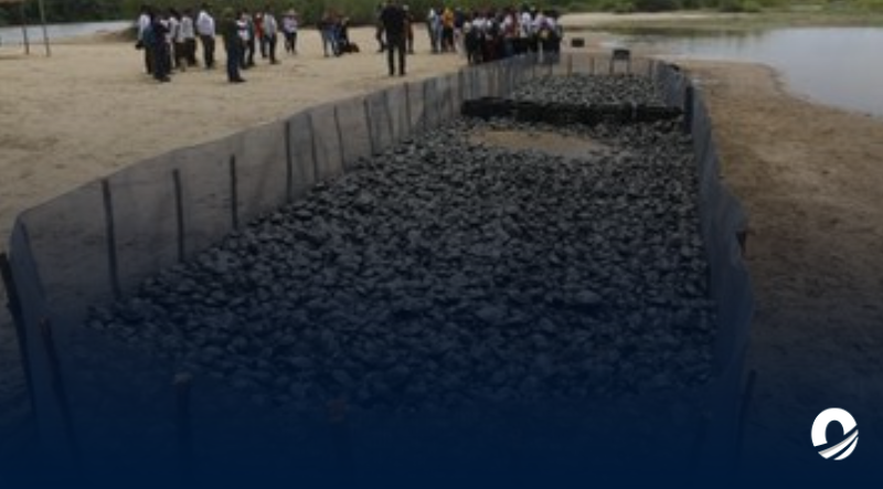 21 mil tortugas de dos especies fueron liberadas en el río Orinoco