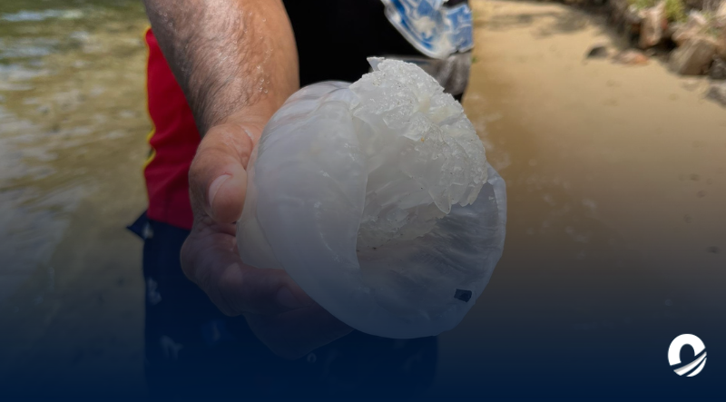 Más de 65 toneladas de medusas "bola de cañón" serán exportadas a Asia