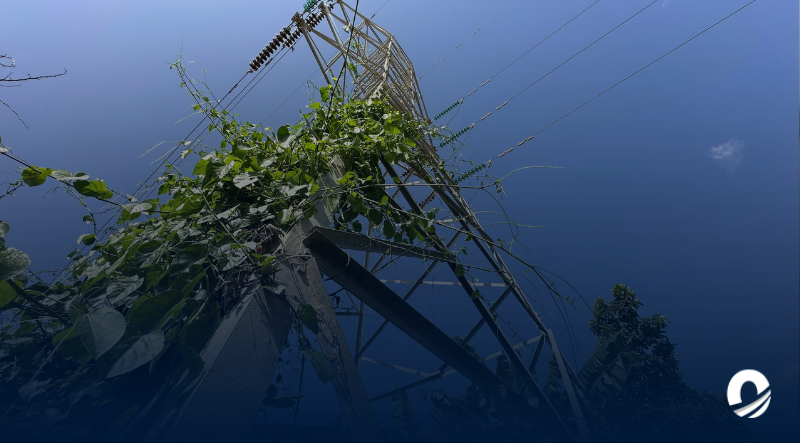 SUCRE | Cercanía con guayas eléctricas pone en riesgo a los residentes de Nueva Constitución