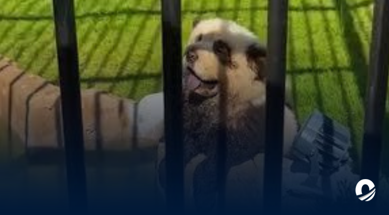 Zoológico en China tiñó a perros para hacerlos pasar como osos panda