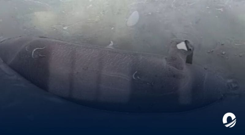 Localizado un manatí muerto a orillas del lago de Maracaibo