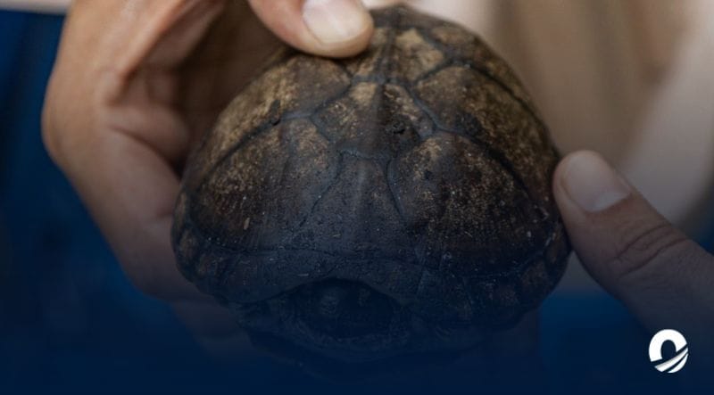 Ambientalistas reportaron aumento de cifra de animales afectados por contaminación del lago de Maracaibo