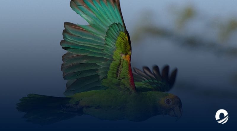 NUEVA ESPARTA | 222 pichones de cotorra margariteña fueron liberados en Macanao