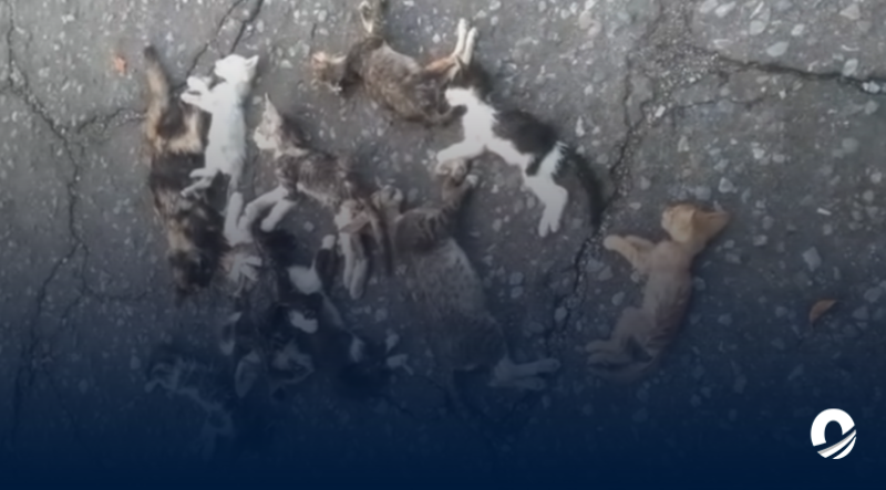Ciudadanos denunciaron muertes de gatos en el Mercado Libre de Maracay