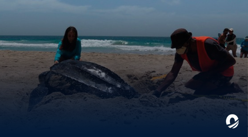 NUEVA ESPARTA | Primer encuentro para la preservación de la tortuga marina fue realizado en Margarita
