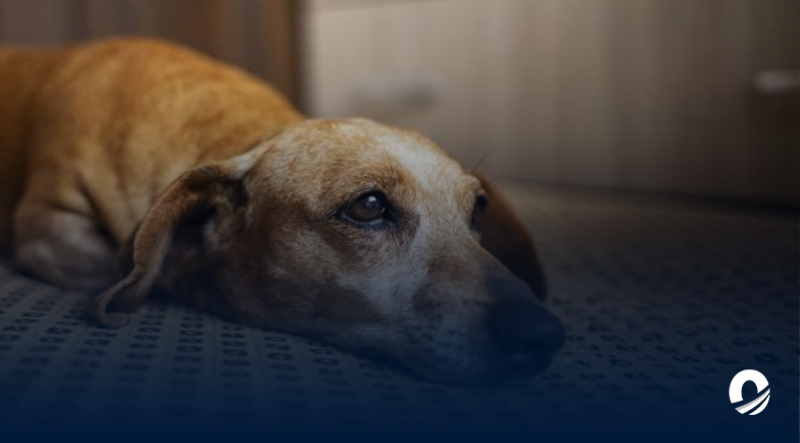 Hombre fue detenido por presuntamente envenenar a 12 perros en Bolívar