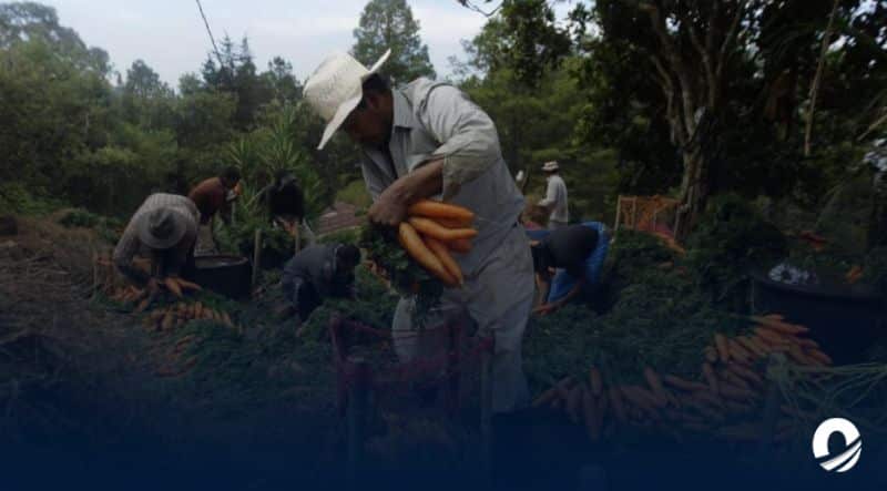 Fedeagro: Más de 2.000 agricultores han cesado sus actividades en los últimos cuatro años