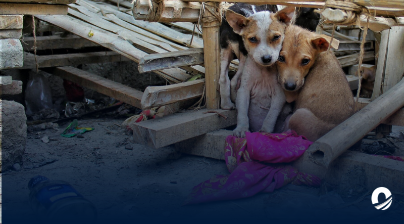 ANZOÁTEGUI | Festival de Huellas reportó aumento de casos de animales abandonados en Anzoátegui